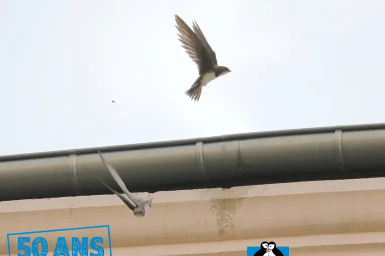 Sorties à La Ricamarie, week-end des 3, 4 et 5 juillet 2026