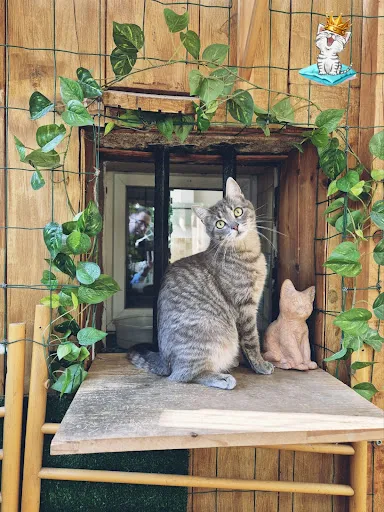 LE CHAT'Ô à La Ricamarie